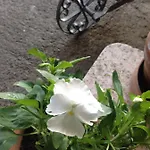 Bed and breakfast Lacrema Finale Ligure