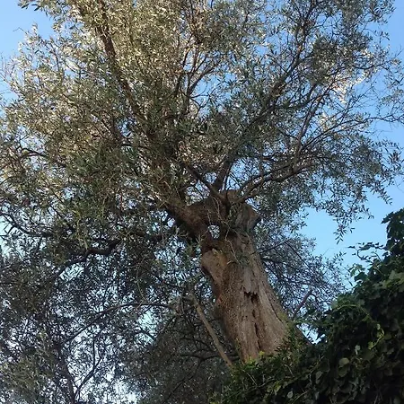 Alojamento de Acomodação e Pequeno-almoço Lacrema 4*