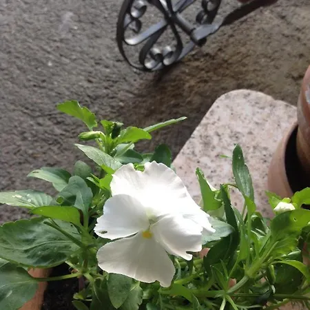 Alojamento de Acomodação e Pequeno-almoço Lacrema Finale Ligure